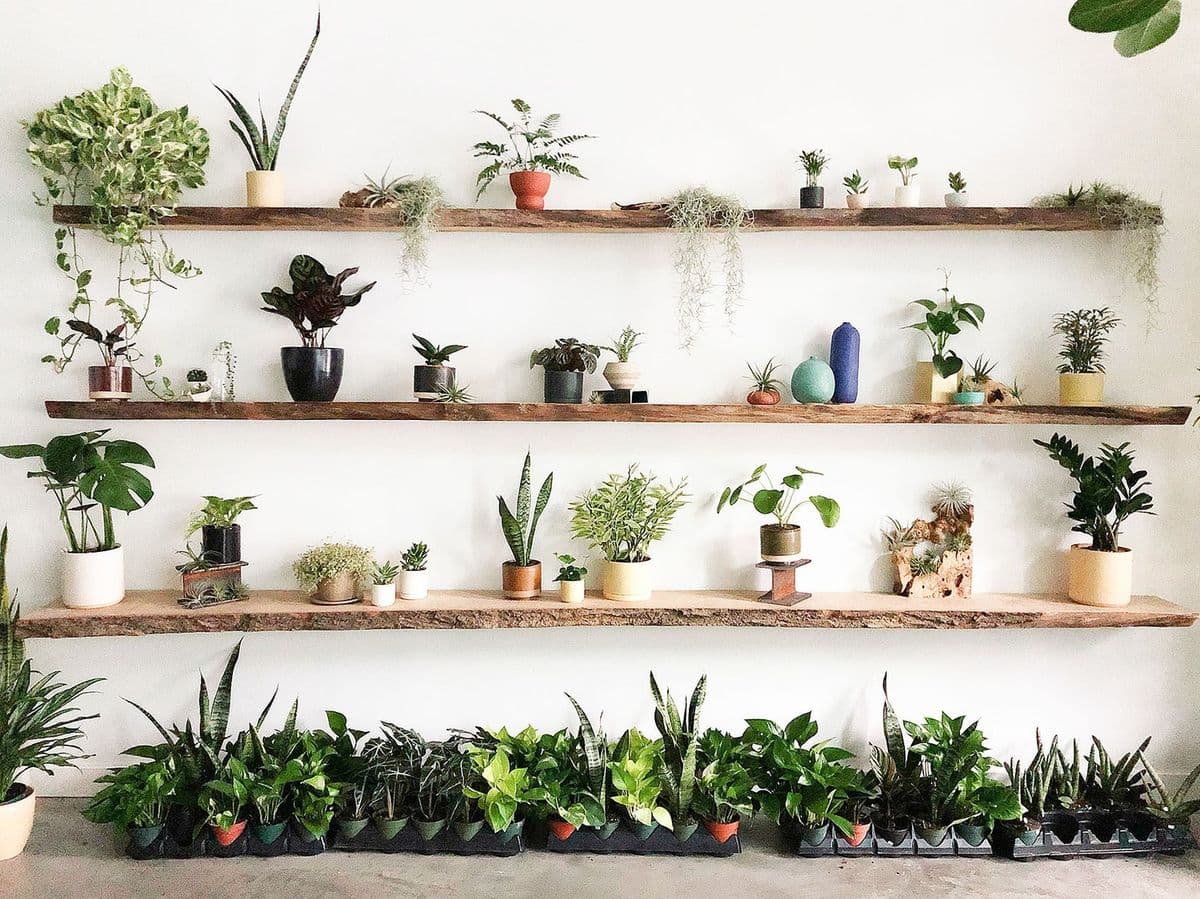STUMP Plants : Italian Village