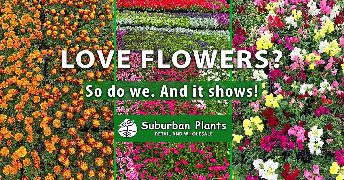 Suburban Plants