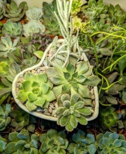 Suburban Succulents Plant + Gift Shop