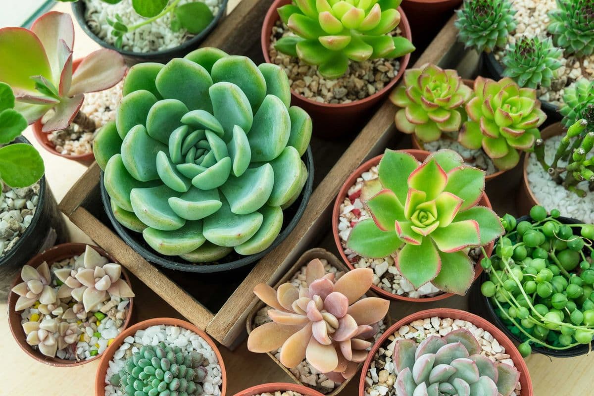Succs and Such