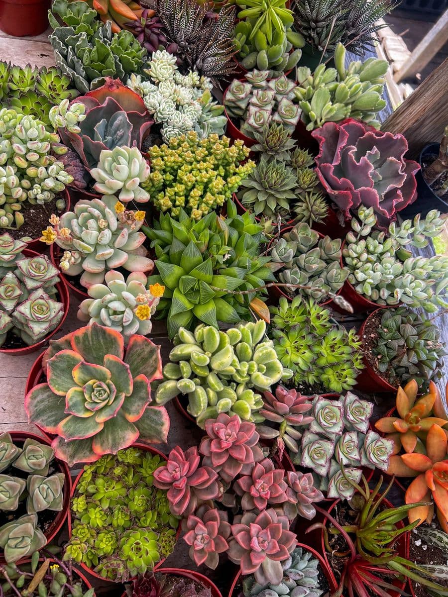 Succs N Such