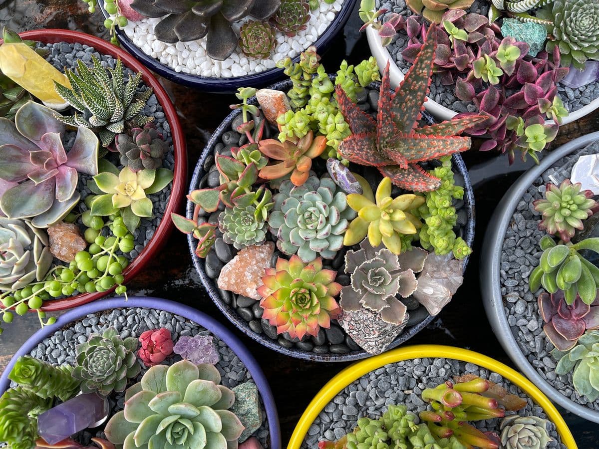 Succulent and Stone