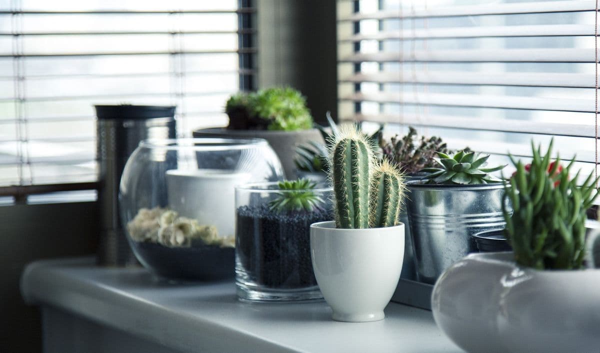 Succulent Garden Gifts