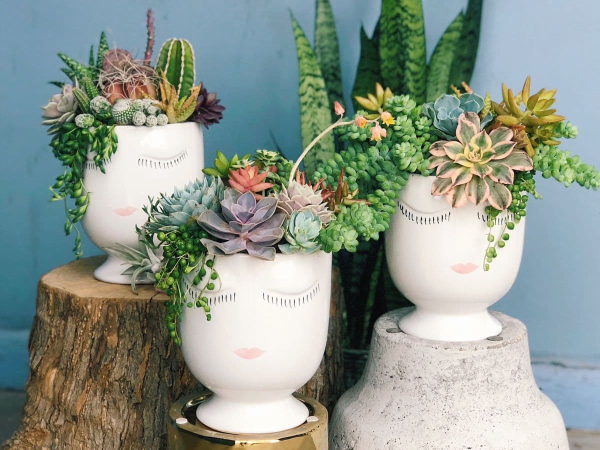 Succulent Native