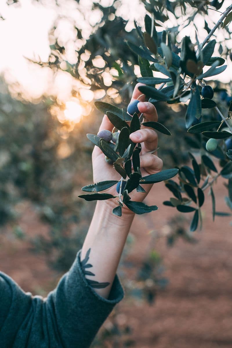 Succulents Forever