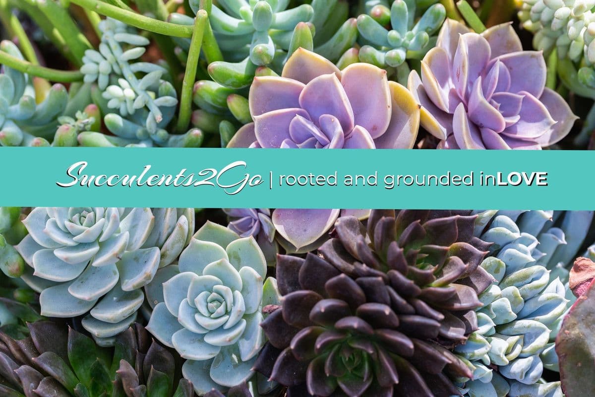Succulents2Go