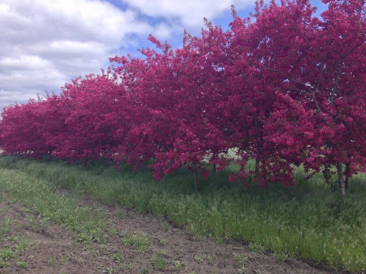 Sudbury Nurseries West, LLC.