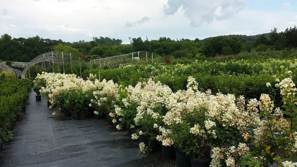 Sue Massey Nursery Sales