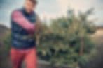Sugar Plum Farm