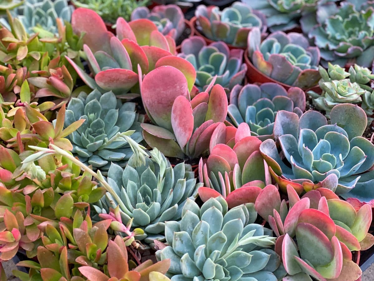 Sugar's Succulents