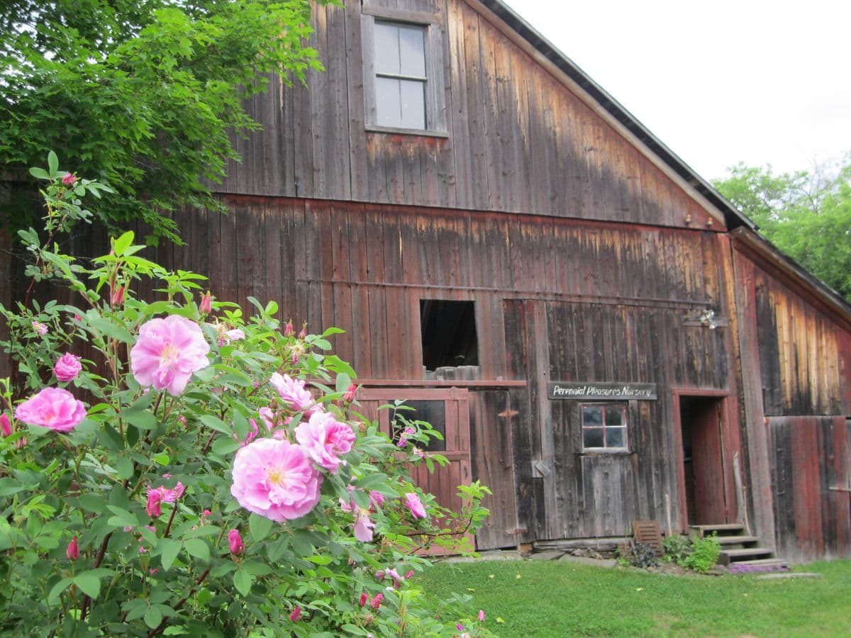 Summersweet Garden Nursery (at Perennial Pleasures)