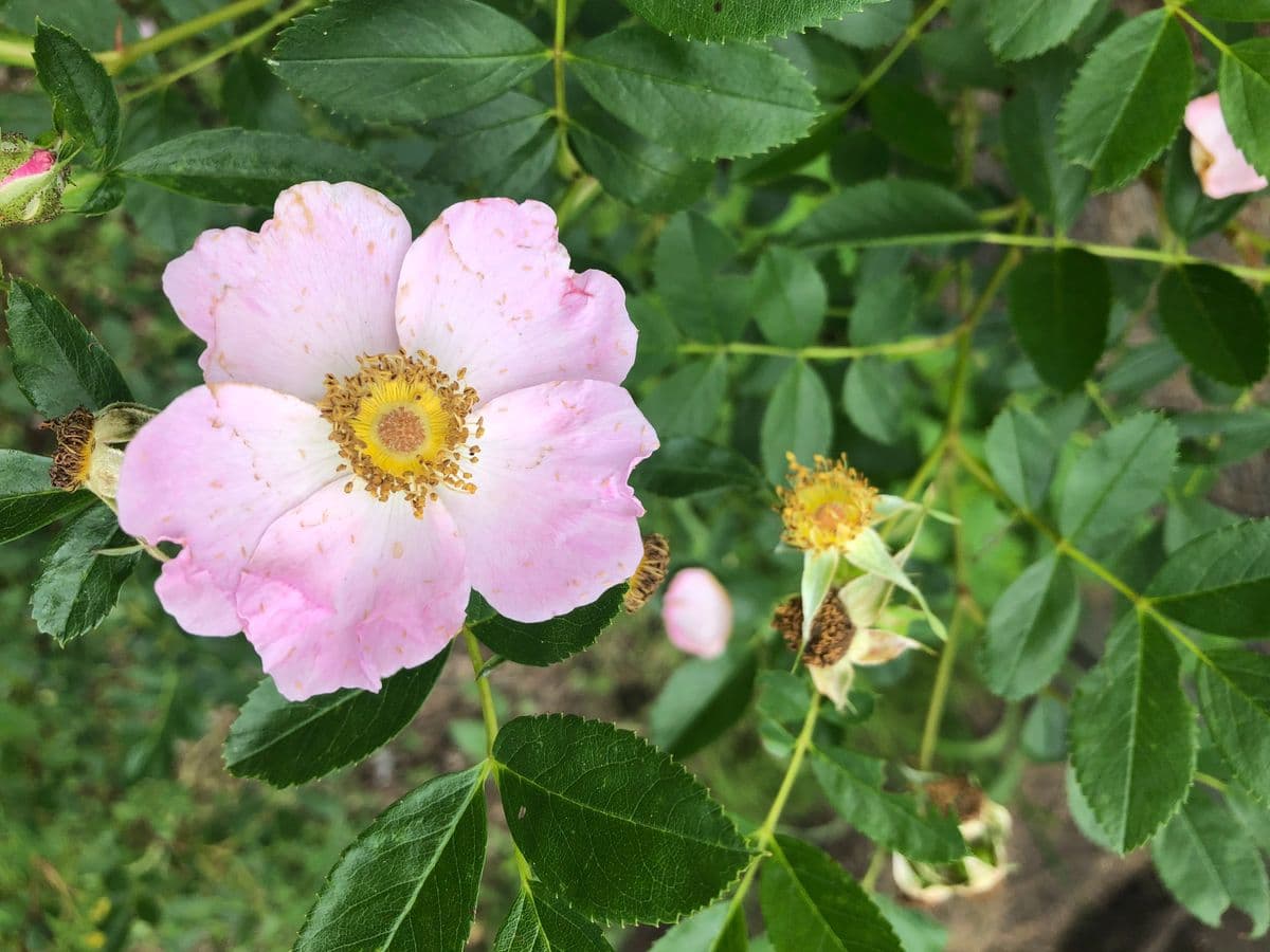 Summersweet Native Plants