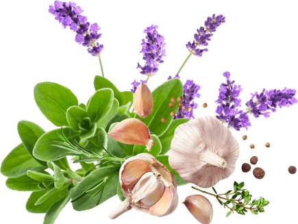 SummerWinds Nursery