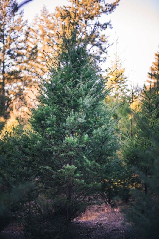 Summit Christmas Tree Farm