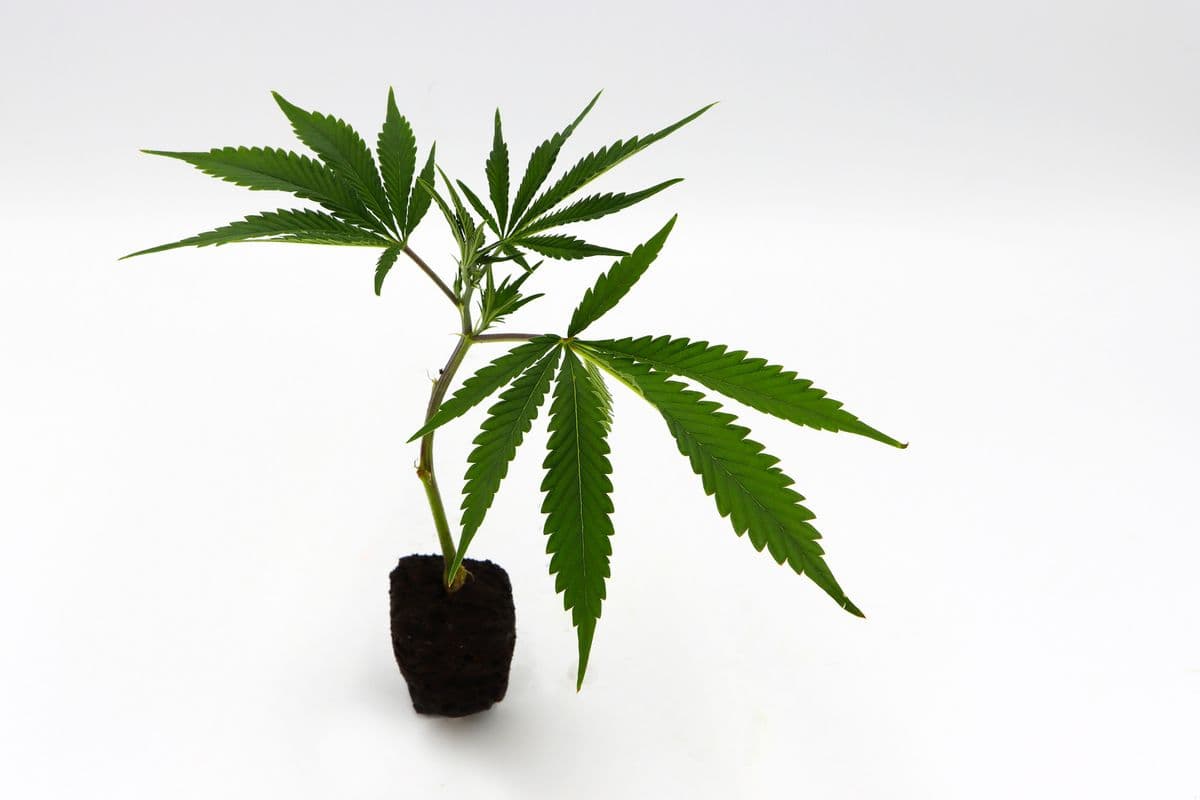 Summit Genetics