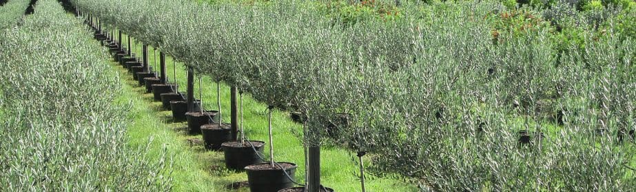 Sun City Tree Farms