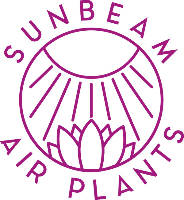 Sunbeam Air Plants