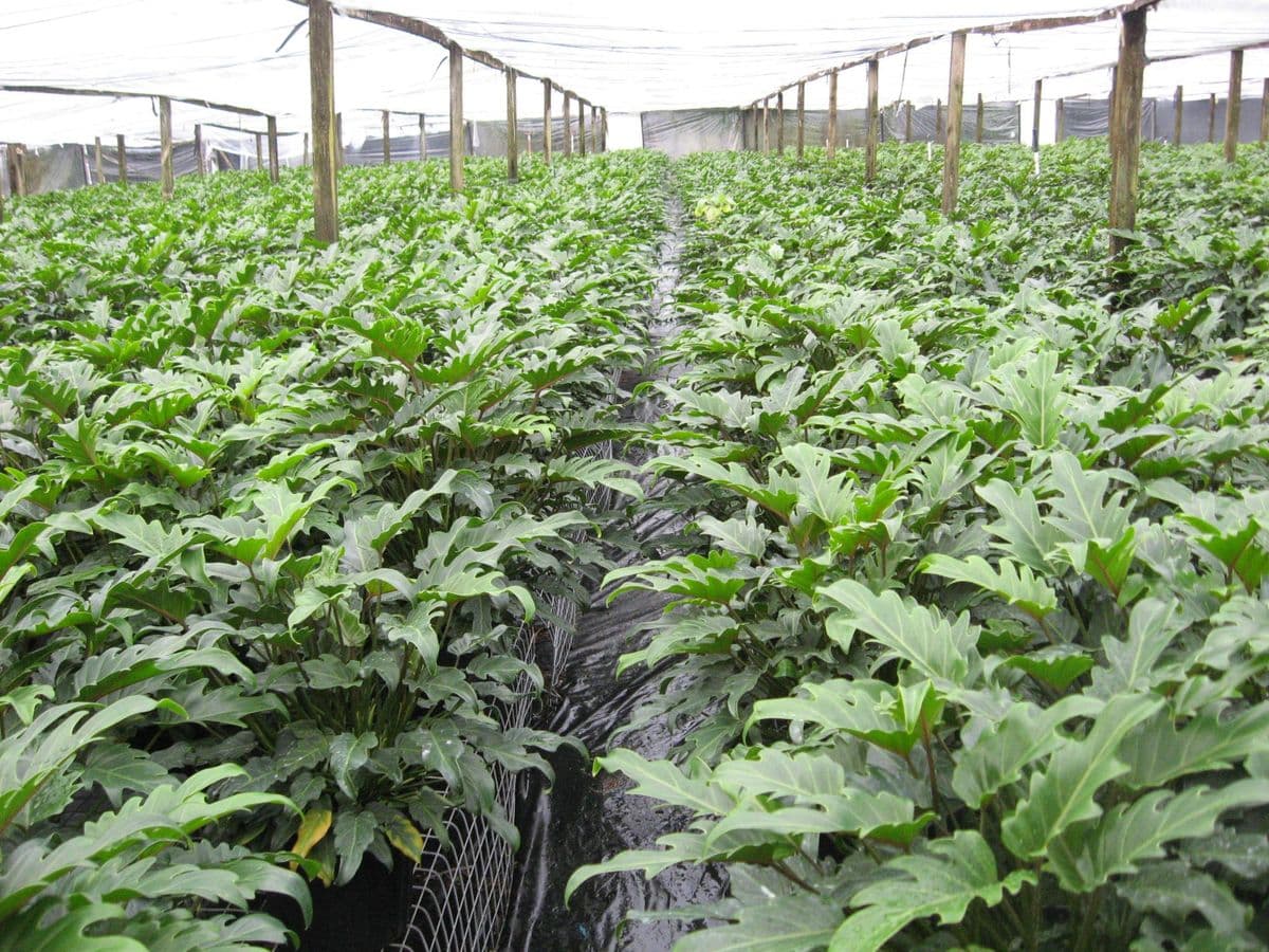 Suncoast Nursery Inc
