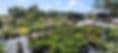 Sunflowerz Nursery