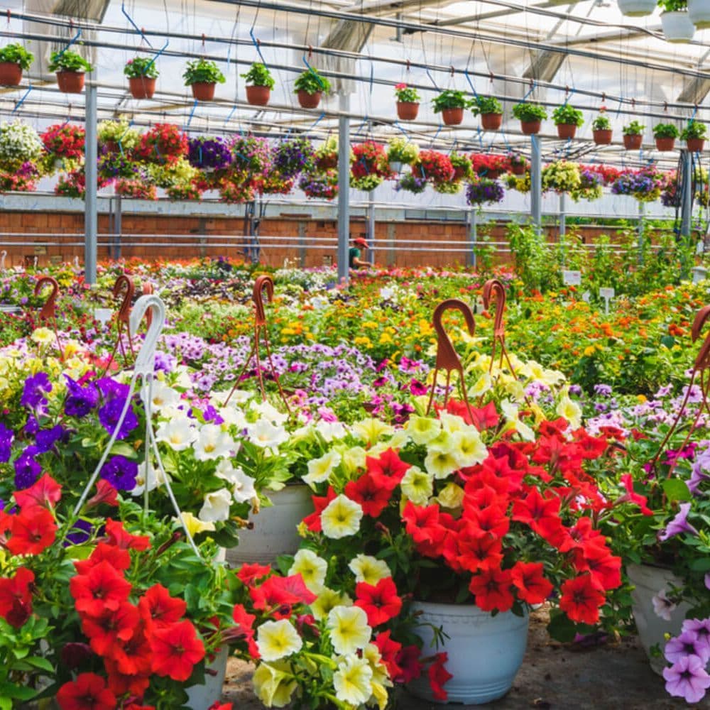 Sunnyland Growers