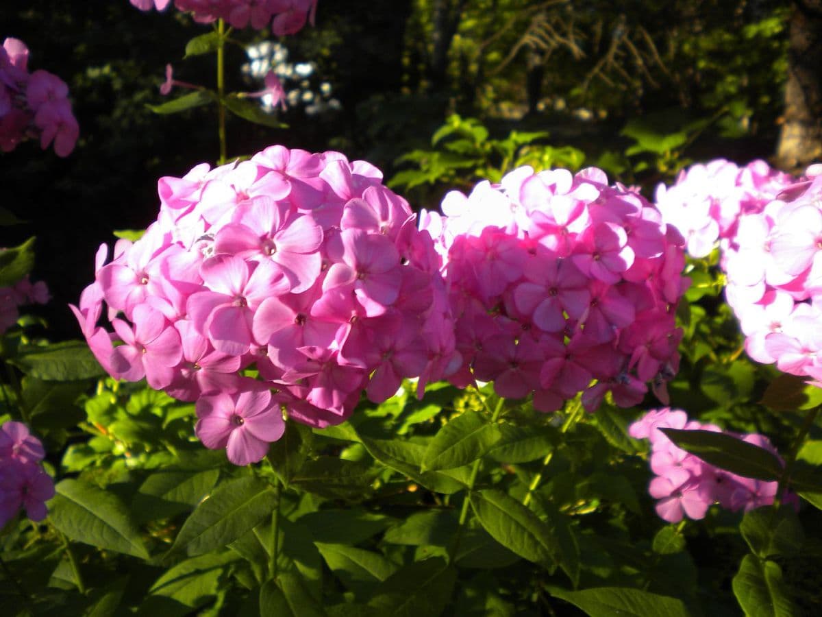 Sunnyside Florists-Greenhouses