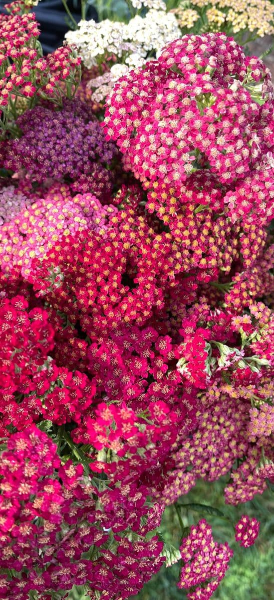 Sunrise Hill Flower Farm