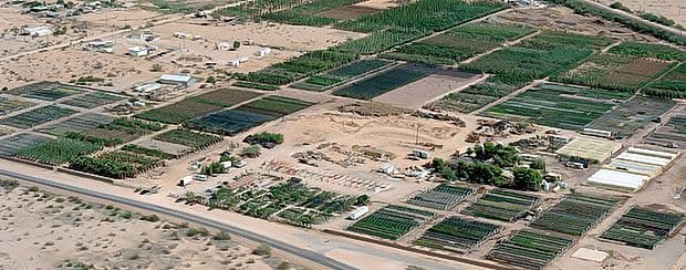 Sunrise Tree Farms