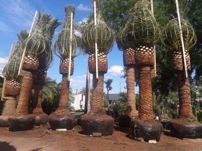 Sunscape Landscape Nursery, Inc.