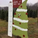 Sunset Christmas Tree Farm