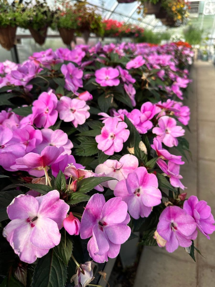 Sunset Gardens Greenhouse