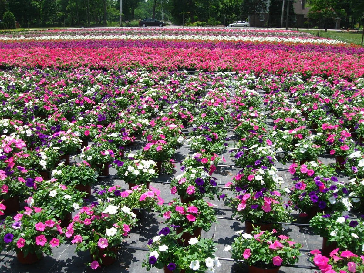 Sunset Valley Growers LLC
