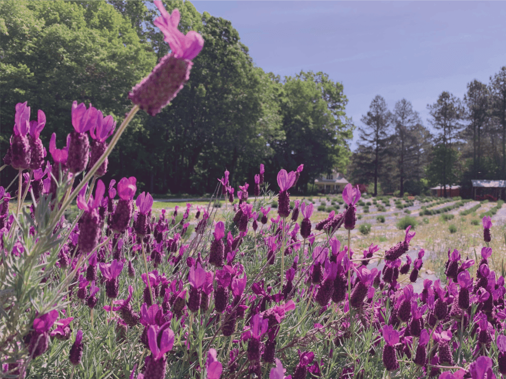 Sunshine Lavender Farm