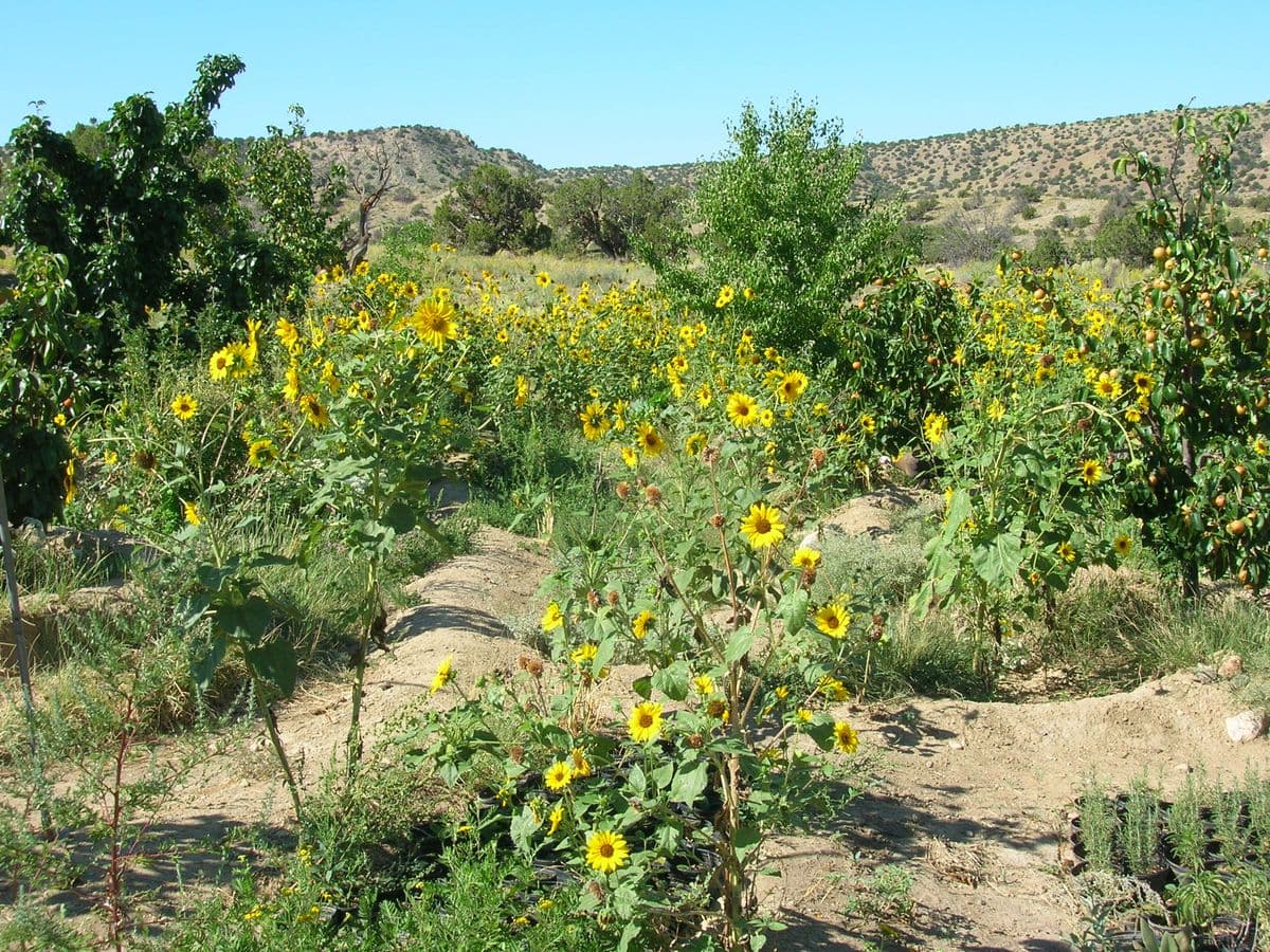 SunStar Herbs