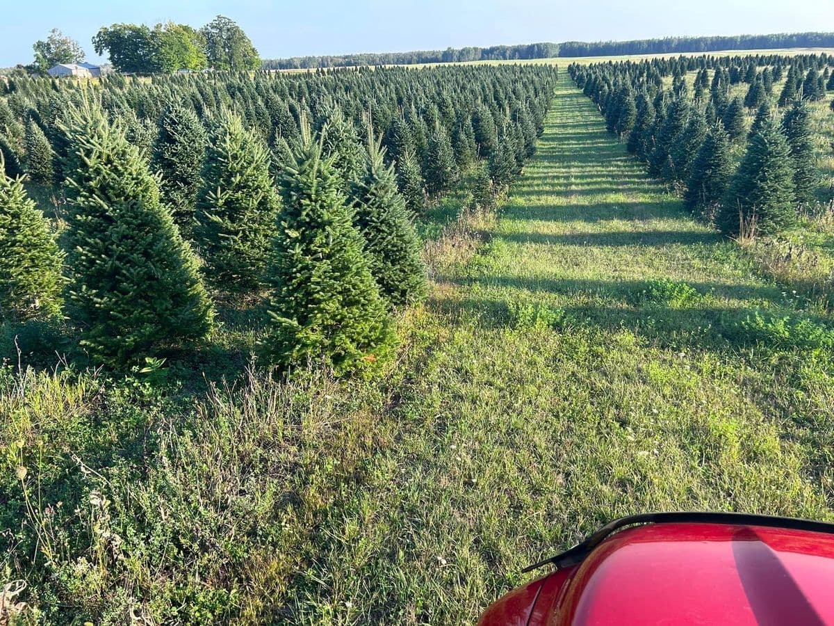 Superior Evergreens
