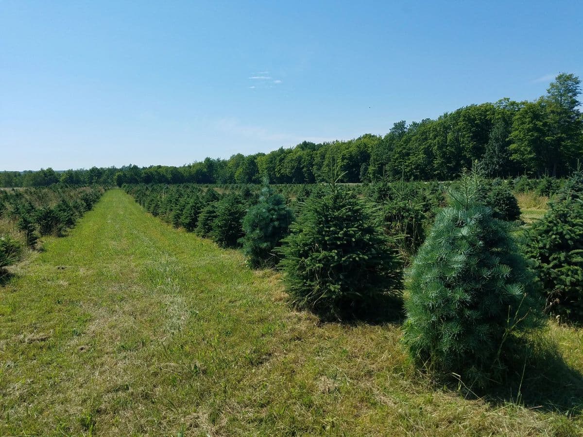 Superior Tree Farm