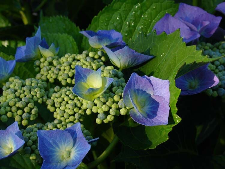 Surfing Hydrangea Nursery