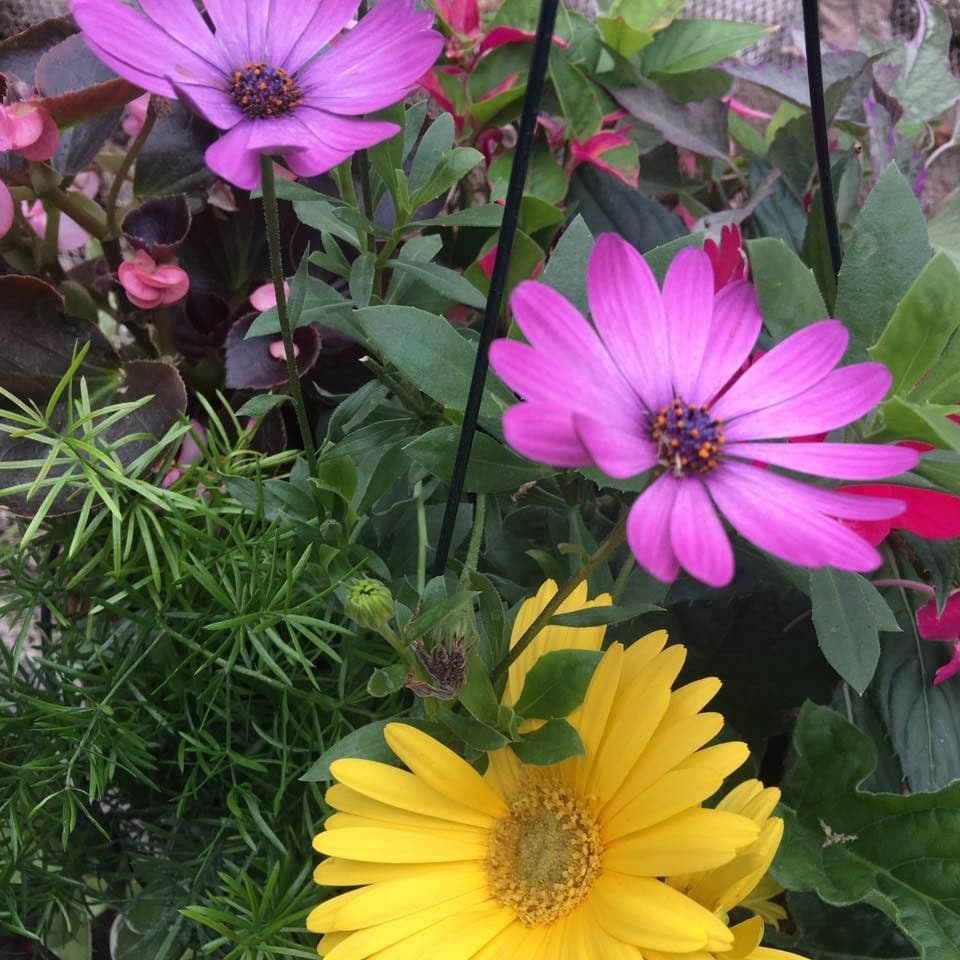 Sutherin Greenhouse