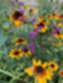 Swallowtail Center