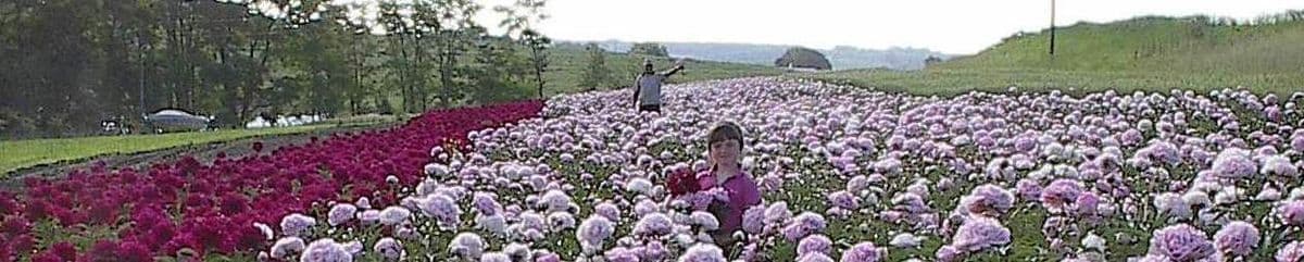Swedish Touch Peonies