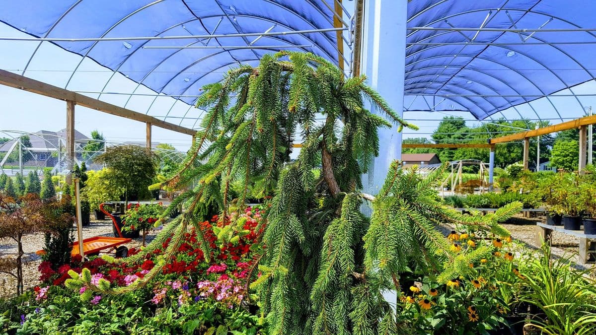 SWN Garden Center