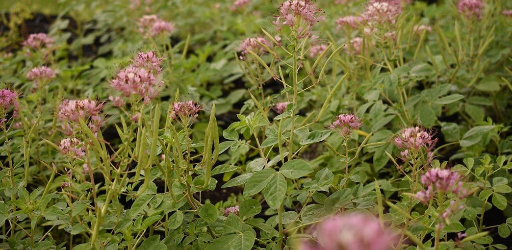 Sycamore Hill Nursery, LLC