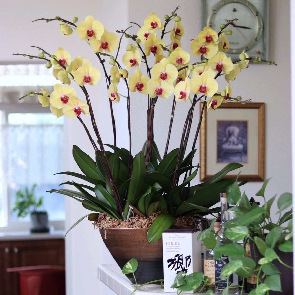 Symphony Orchids