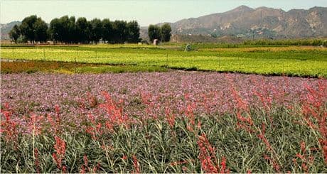 T-Y Nursery