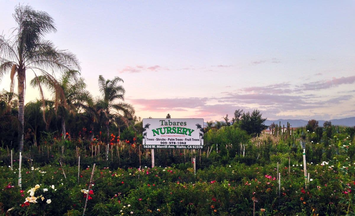 Tabares Nursery