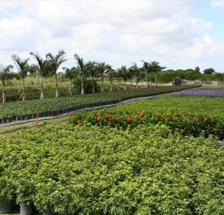 Tadala's Nursery Inc
