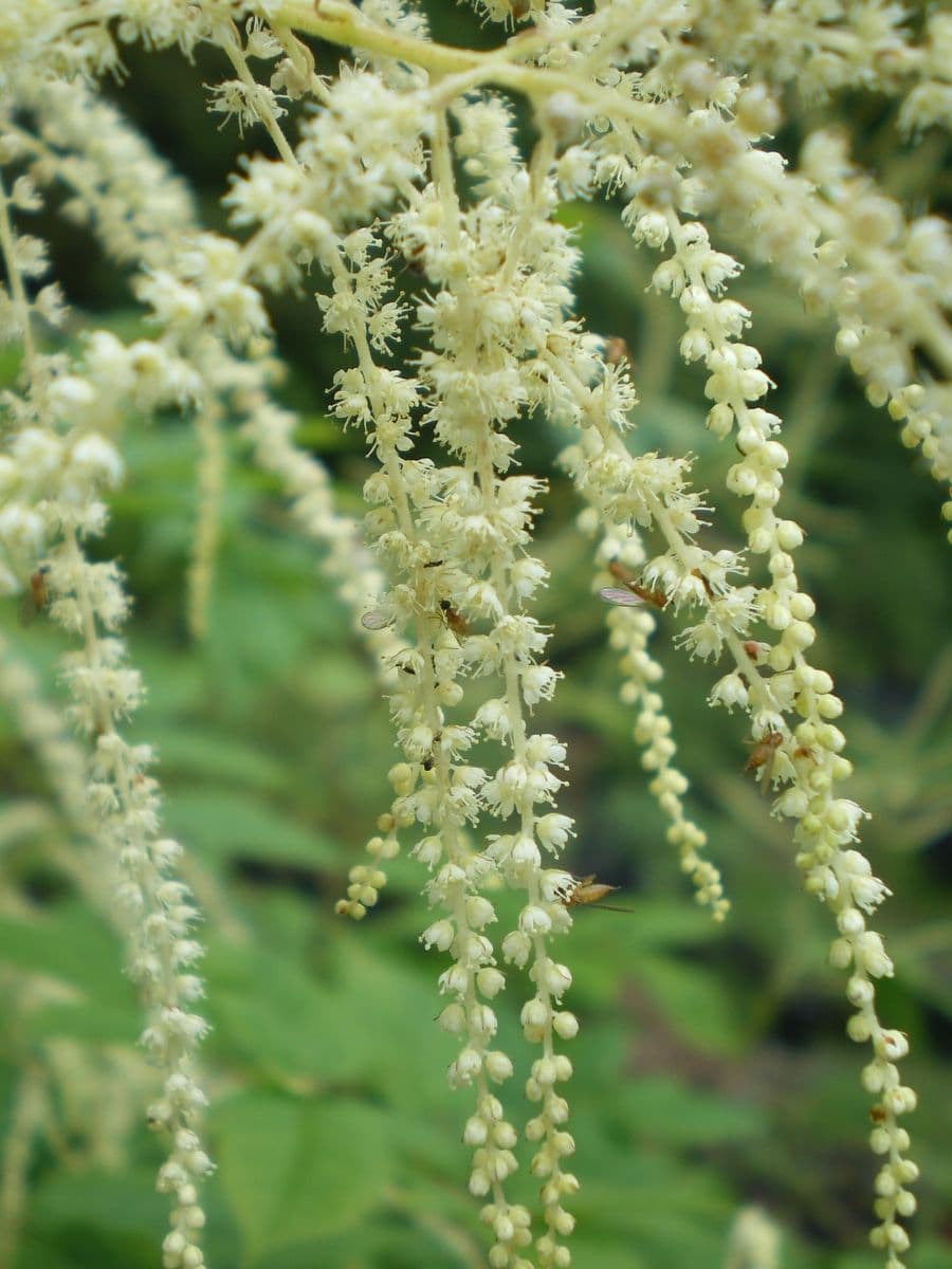 Tadpole Haven Native Plants