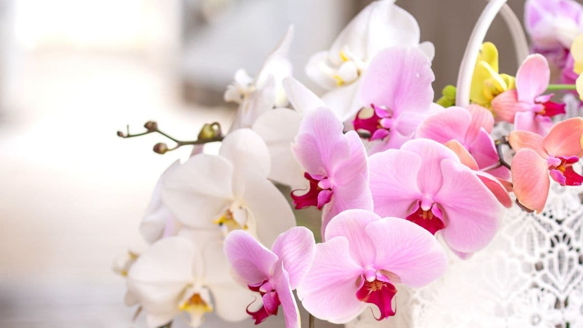 Taida Orchids Inc
