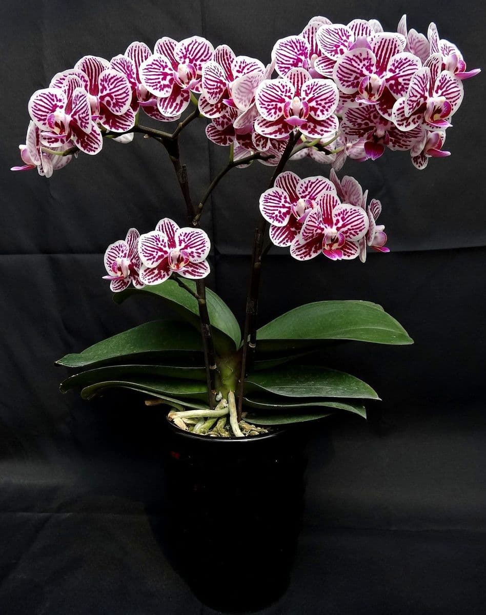 Taida Orchids Ny Inc