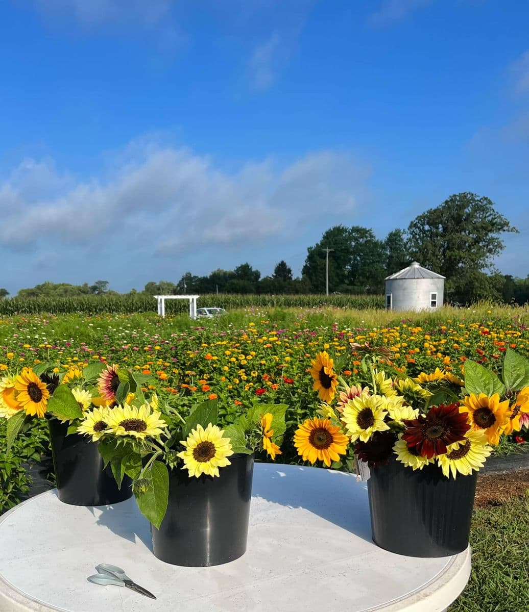 Talisman Farm