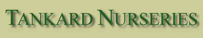 Tankard Nurseries